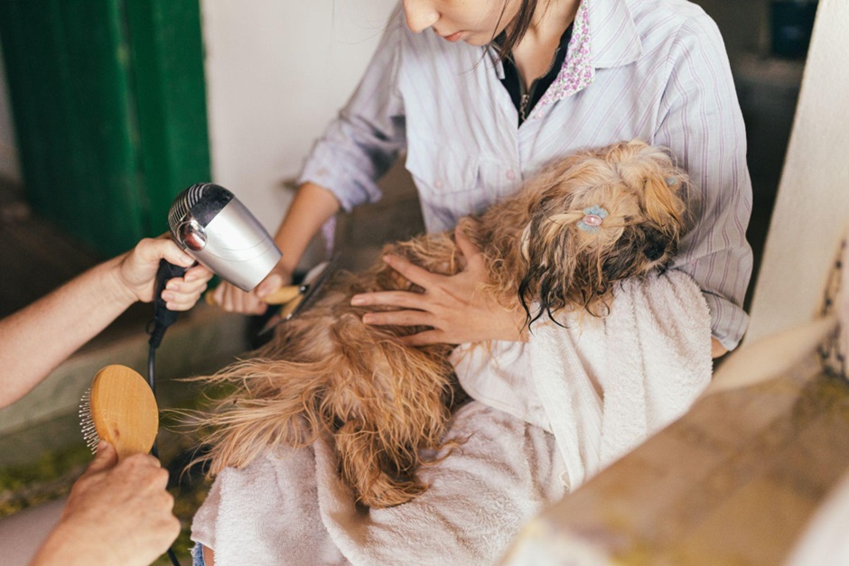 Evolution of Competitive Dog Grooming