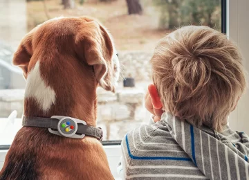 Elegant Collars for dogs