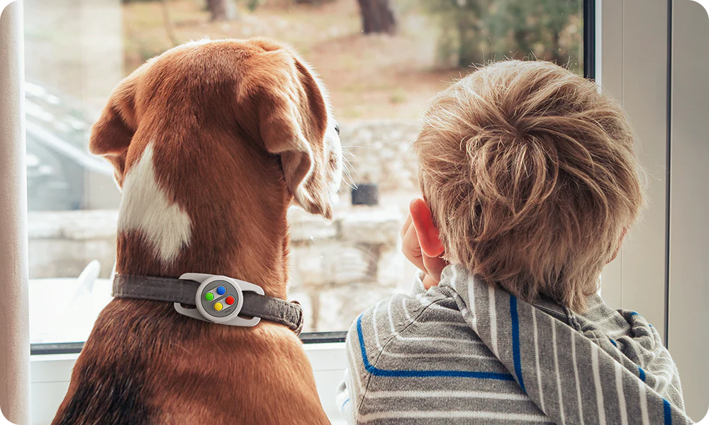 Elegant Collars for dogs