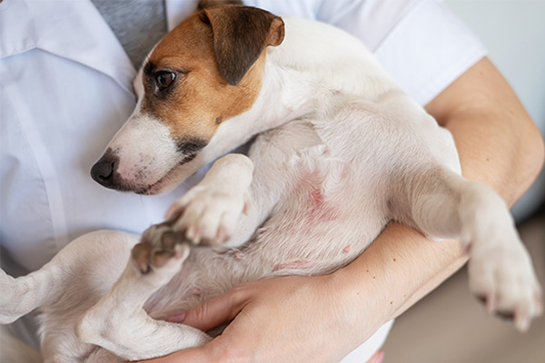 Mobile Pet Grooming