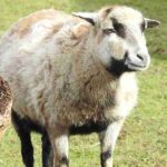 Sheep Breeds