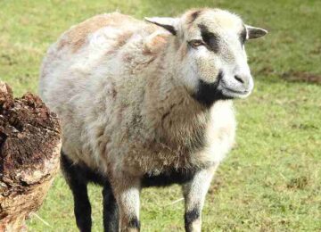 Sheep Breeds