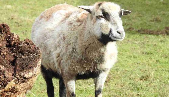 Sheep Breeds