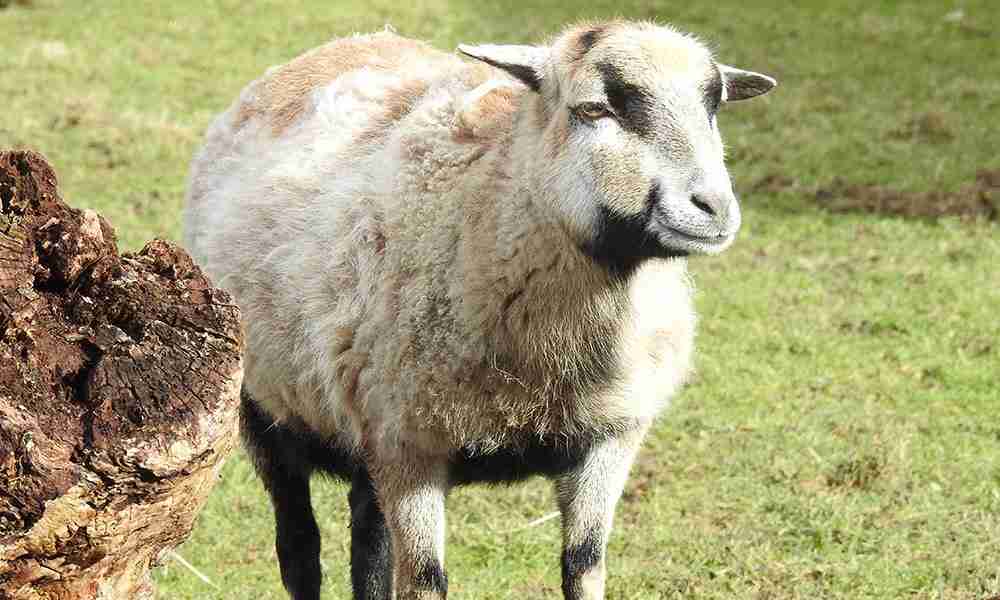 Sheep Breeds