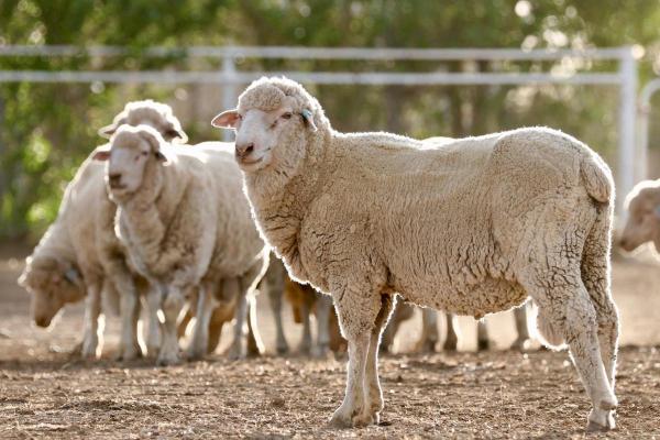 Sheep Breeds