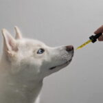 Pet CBD