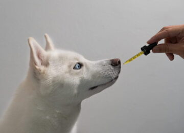 Pet CBD