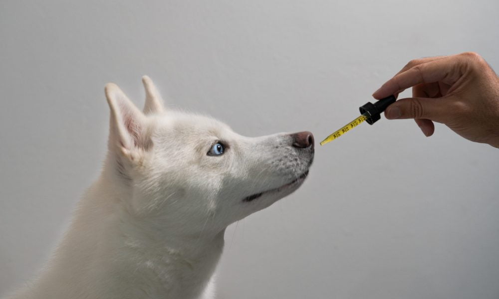 Pet CBD