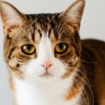 How to Keep Cats Cool in Summer without AC