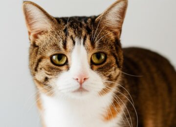 How to Keep Cats Cool in Summer without AC