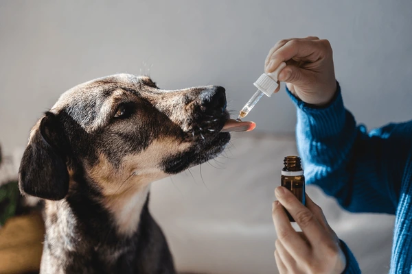 Pet CBD